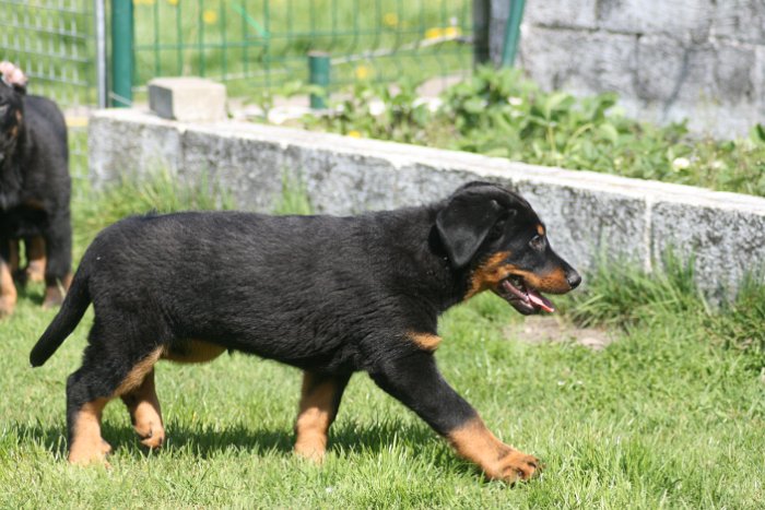 Quenza 09 04 2017 (29)